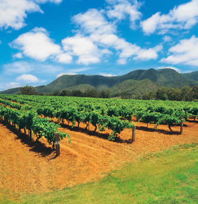 Sunny orchard fields are shown in the image